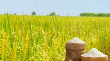 تذبذب جديد.. أسعار الأرز عالميًا تسجل مستويات متباينة في تداولات التصدير والشعير